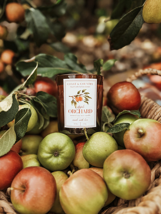 Apple Orchard